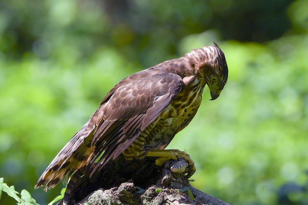 Crested goshawk eating prey