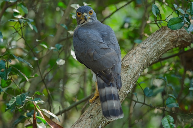 Crested goshawk in the nature