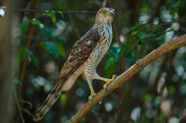 Crested goshawk in the nature