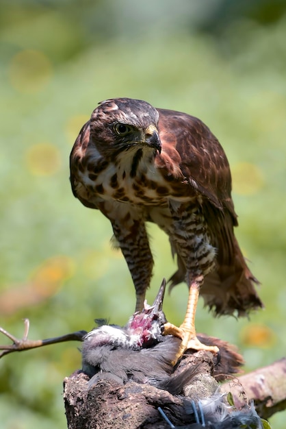 Photo crested goshawk with its prey