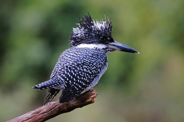 Crested Kingfisher Megaceryle lugubris Beautiful Birds of Thailand