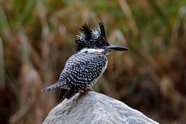 Crested Kingfisher Megaceryle lugubris Mooie vrouwelijke vogels van Thailand