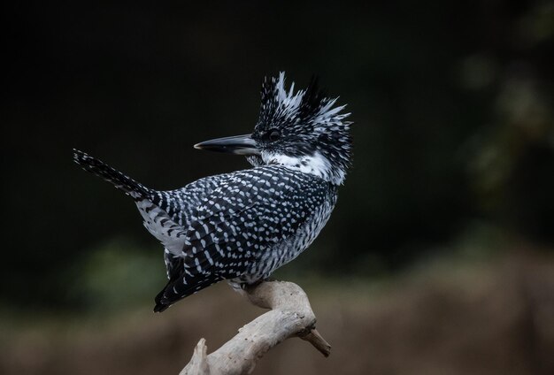 Foto crested kingfisher op de tak in chiang dao district chiangmai provincie thailand dierportret