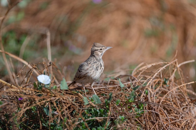 Crested lark Galerida cristata Malaga Spain