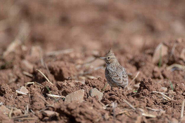 Crested lark Galerida cristata Malaga Spain