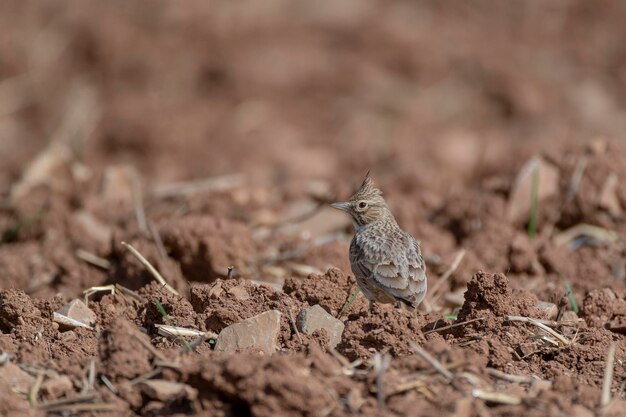 Crested lark Galerida cristata Malaga Spain