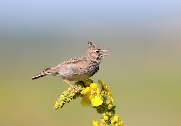 Crested Lark sits on a bright yellow plant