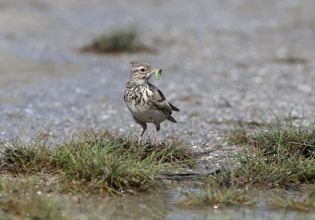 A crested lark with a caterpillar in its beak stands on the sand