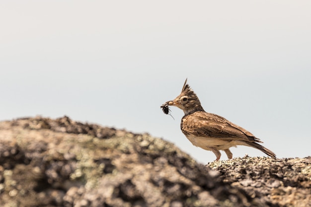 Crested Lark