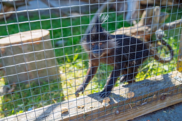 Crested mangabey aap in de dierentuin leven in hechtenis