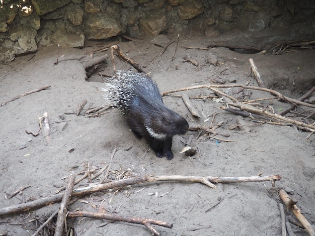 Crested porcupine or comb porcupine Hystrix cristata a known member of the porcupine family Hystricidae An animal on clay soil stands and looks away Black wool and white bristly needles