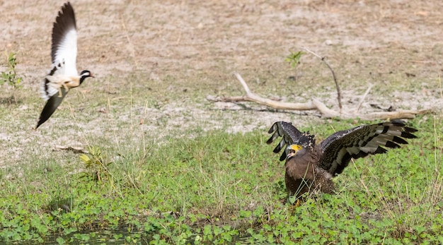 Photo crested serpent eagle spilornis cheela perching on ground in the forest