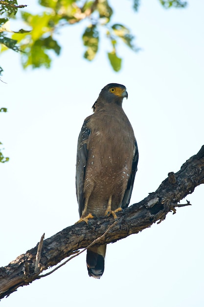 Crested Serpent Eagle