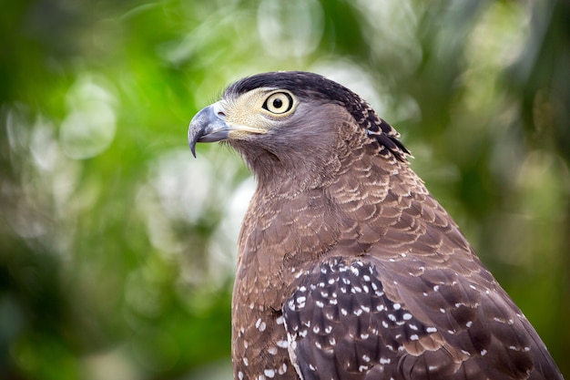 Aquila serpente crestata