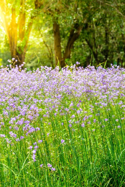 Crested serpent flower field