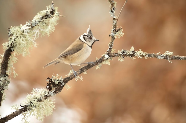 Crested tit on a very cold January day snowing with the last light of the afternoon