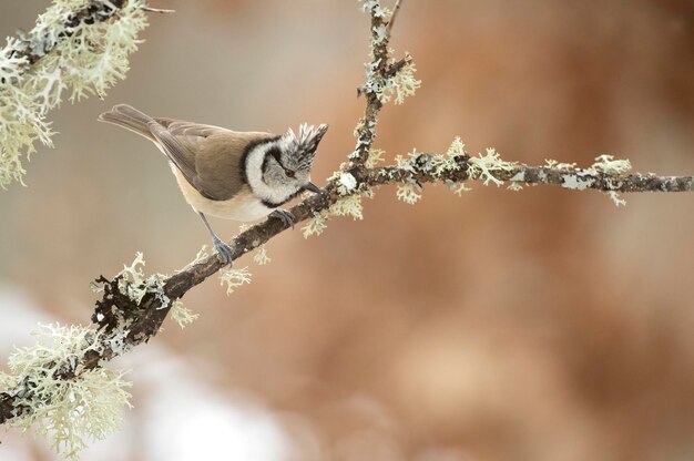 Crested tit on a very cold January day snowing with the last light of the afternoon