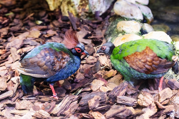 Foto partridge di legno a cresta uccelli e uccelli mondo acquatico e fauna fauna selvatica e zoologia fotografia della natura e degli animali