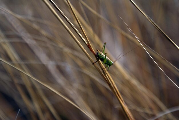 Photo a cricket on a barley leaf