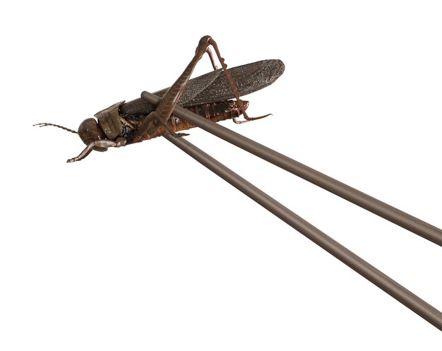 Photo cricket and chopsticks isolated on white background edible insects as snack good source of protein grasshopper entomophagy insectivory concept fried insects close up view 3d rendering