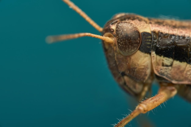 Cricket ongeveer een uur met blauwe achtergrond