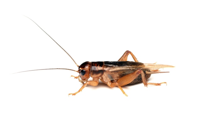 Crickets isolated on white background crickets closeup