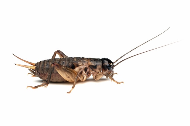 Crickets isolated on white background crickets closeup