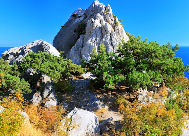 Crimea black sea landscapepines