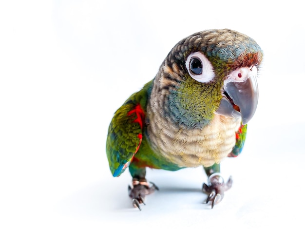 Crimson bellied conure parrot in the white background