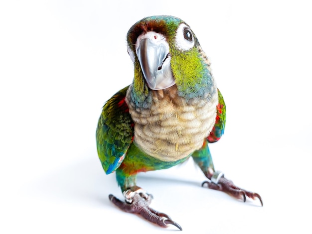 Crimson bellied conure parrot in the white background