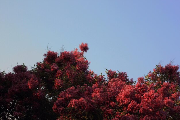 Photo crimson canopy