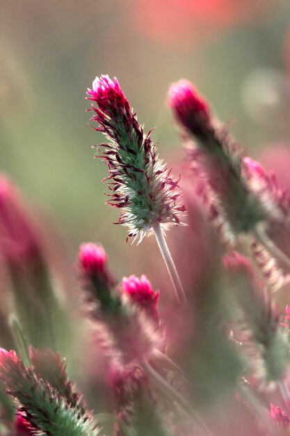 Crimson clover flower