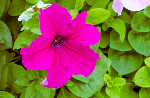 繊細な葉を背景にした深紅色のペチュニアの花