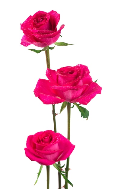 Crimson roses flower isolated on white surface