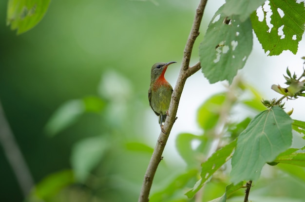 Crimson Sunbird (Aethopyga siparaja) perching on a branch in nature Thailand