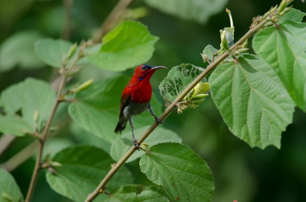Crimson Sunbird catch on branch in nature 