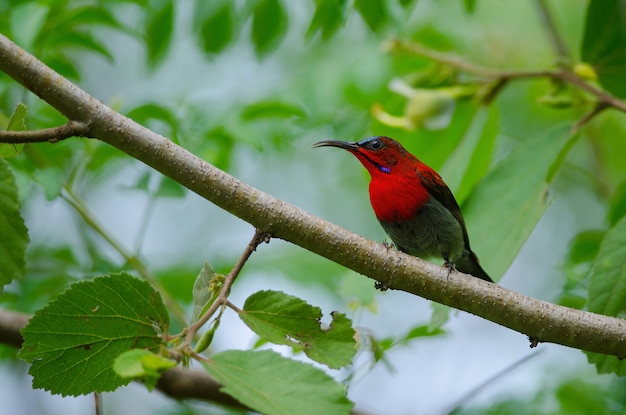 Crimson Sunbird catch on branch in nature 