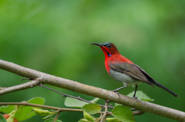 Crimson Sunbird поймать на ветке в природе