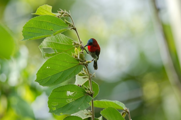 Crimson Sunbird (Siparaja Aethopyga) vangst op tak in aard