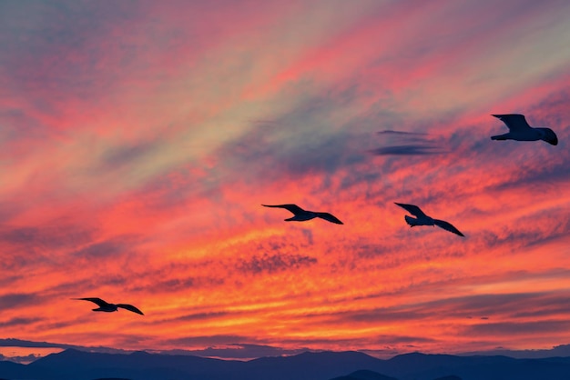 Crimson sunset over the horizon and seagulls in the red sky in the foreground