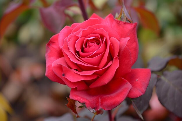 Crimson Velvet Reverie Rose foto