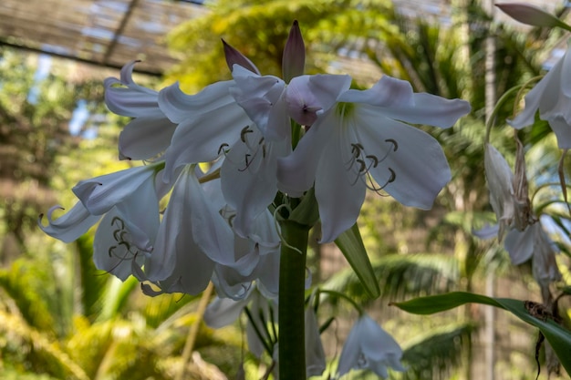 Crinum powellii 아름다운 꽃