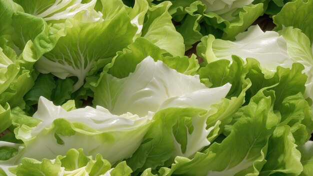 Хрустящий и свежий салат-латук «Очарование айсберга»