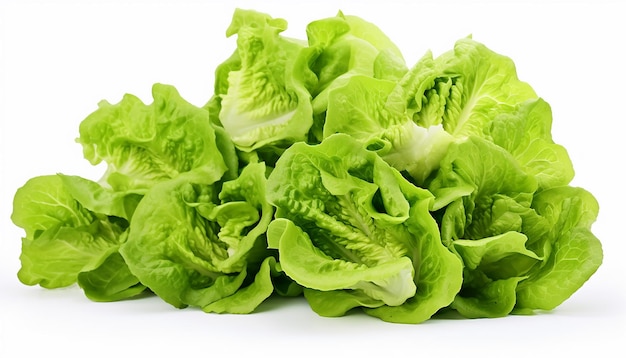 Crisp and Fresh Vibrant Lettuces for Healthy Living