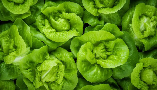 Crisp Greenery Lettuces Isolated on White Background