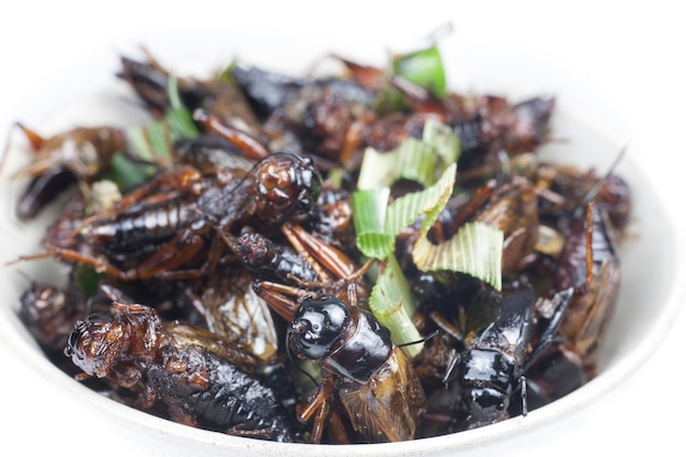 Crispy fried insects on white bowl