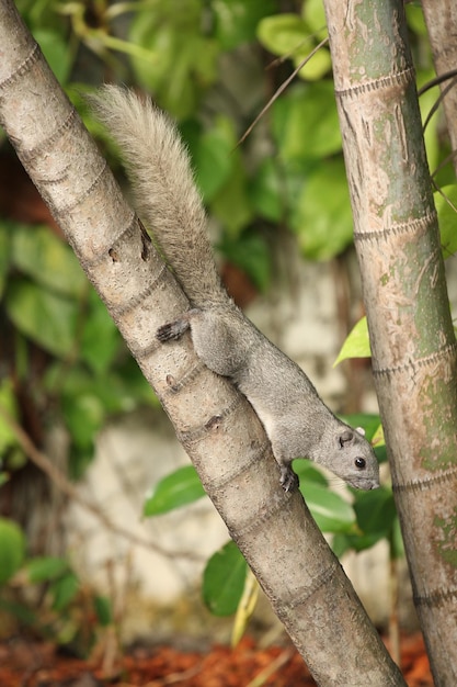 絶滅危惧種キタホオジロテナガザルまたはクロテナガザル