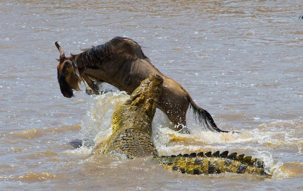 Coccodrillo attaccano gli gnu nel fiume mara. grande migrazione. kenya. tanzania. parco nazionale masai mara