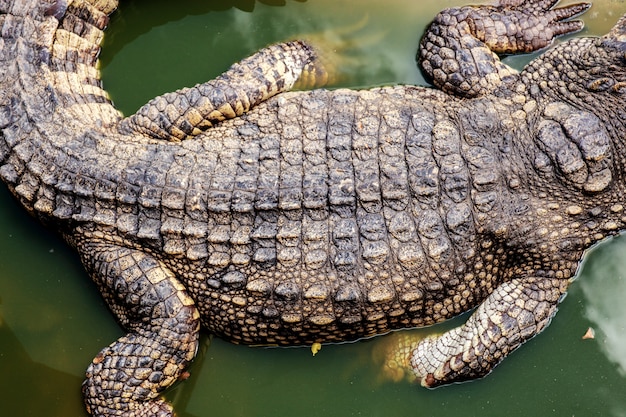 Crocodile of back on water.