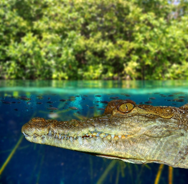 Cayman del coccodrillo che nuota nella palude della mangrovia